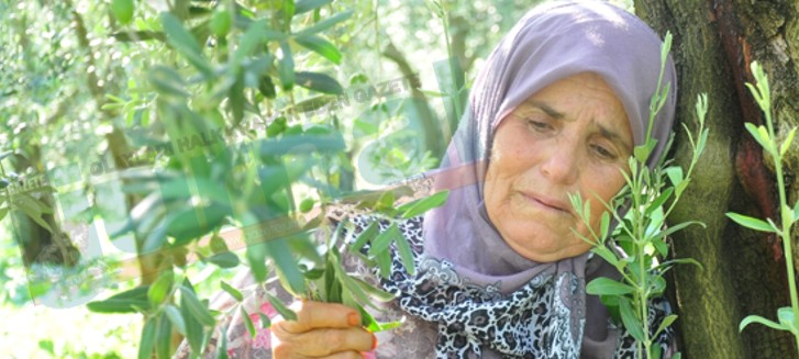 İznik'te Zeytin Ağacı Direnişi Başladı! Doğalgaz için zeytin ağaçlarını kesecekler